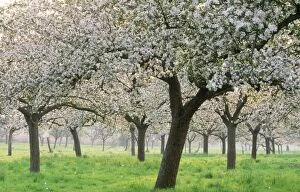 Apple Orchard - Blossoms - c / u