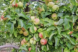 Apples Gallery: Apple Orchard Domaine d'Astros Vidauban France