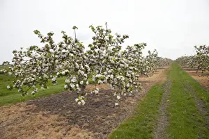 Orchards Prints: Apple orchard with trees in blossom in May Cambridgeshire UK