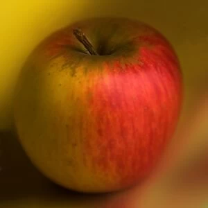 Images Dated 24th November 2006: Apple - Queen of the pippins