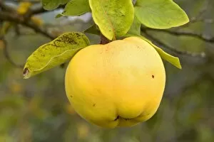 apple quince - ripe, yellow fruit of an apple quince on a quince tree in autumn