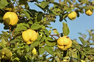 Edible Prints: apple quince - ripe, yellow fruits of apple quince on a quince tree in autumn - Baden-Wuerttemberg