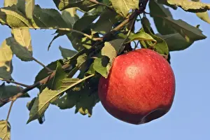Fruits Prints: apple - a red and very ripe apple is hanging on an apple tree in an orchard - Baden-Wuerttemberg