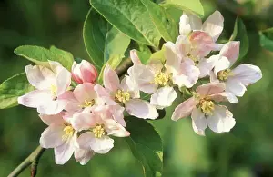 Apple Tree Blossom