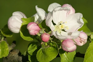 Images Dated 19th April 2007: Apple tree blossoms - detail of flowering twig in spring