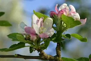 Apple tree blossoms - detail of flowering twig in spring