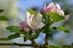 Images Dated 14th April 2007: Apple tree blossoms - detail of flowering twig in spring