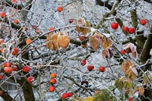 Apples Gallery: Apple Tree - covered in frost - November  Germany