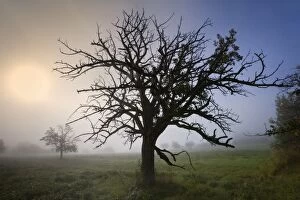 Images Dated 24th September 2013: Apple Tree dead tree in morning fog on a