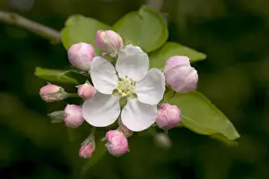 Buds Prints: Apple Tree - flower and buds