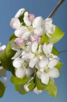 Images Dated 27th April 2005: Apple tree - Flowering branch