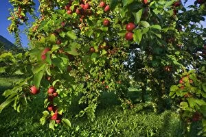 Images Dated 24th September 2013: Apple Tree with ripe red apples in orchard Autumn