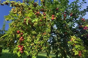 Images Dated 24th September 2013: Apple Tree with ripe red apples in orchard Autumn