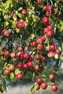 Apple Tree - with ripened fruits - in wild orchard