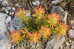 Images Dated 15th July 2008: Applegate's Paintbrush (Castilleja applegatei) in the Sierra Nevada, Carson Pass, California
