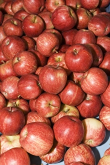 Images Dated 3rd March 2007: Apples - box full of ripe red apples near Alexandra. South Island - New Zealand
