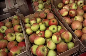 Harvests Prints: Apples in boxes - Jonagold St-Truiden, Belgium