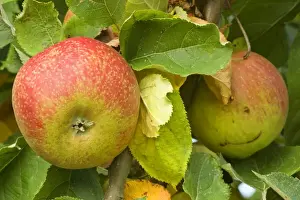 Fruits Prints: apples - almost ripe apples hanging on an apple tree - Baden-Wuerttemberg, Germany