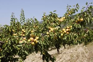 Images Dated 16th July 2006: Apricot - fruit. Drome - France