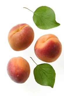 Apricot Fruit & leaves