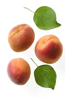 Images Dated 15th July 2004: Apricot Fruit & leaves