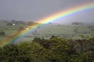 Rainbows Prints: April Rainbow - West Allen river valley, beside Allendale Northumberland, England