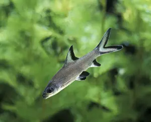 Aquarium - with Bala Shark. Dist: Sumatra, Thailand, Borneo