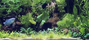 Fish - Gourami in Aquarium tank
