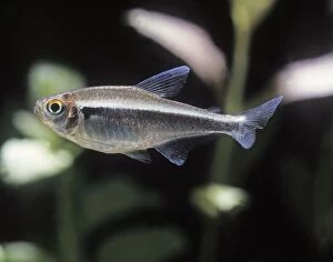 Aquarium Fish - Black Neon Tetra