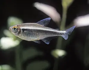 Aquarium Prints: Aquarium Fish - Black Neon Tetra