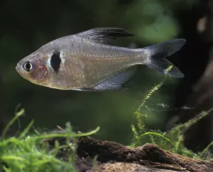 Tetra Prints: Aquarium Fish - Black Phantom Tetra
