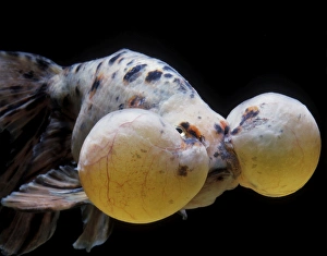 Aquarium - Goldfish