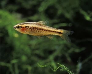 Aquarium Fish - Cherry Barb