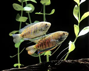Aquarium Prints: Aquarium Fish - Dwarf Gourami
