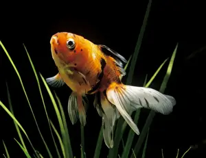 Goldfish Prints: Aquarium Fish - Fantail Goldfish