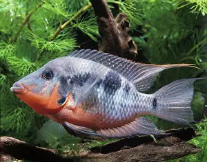 Cichlids Prints: Aquarium Fish - Firemouth Cichlid