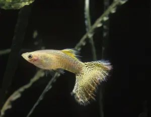Guppy Prints: Aquarium Fish - Guppy - male