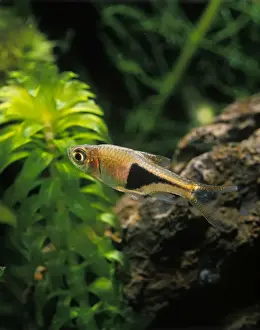 Aquarium Fish - Harlequin Rasbora