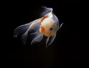 Aquarium Fish - Lionhead Goldfish