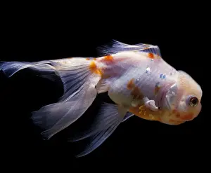 Goldfish Prints: Aquarium Fish - Lionhead Goldfish