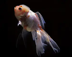 Aquarium Fish - Lionhead Goldfish