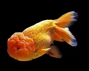 Goldfishes Prints: Aquarium Fish - Lionhead Goldfish