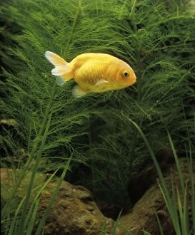 Aquarium Fish - Lionhead Goldfish - young