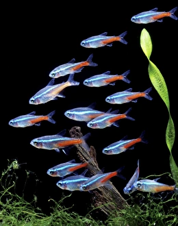 <b class=qtipBold><figcaption>Aquarium Fish - Neon Tetra</figcaption></b><br>LA-2547 Aquarium Fish - Neon Tetra Jean Michel Labat Please note that prints are for personal display purposes only and may not be reproduced in any way.<br><em>© J. M. Labat / ardea.com</em> Aquarium Fish - Neon Tetra
