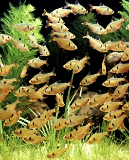<b class=qtipBold><figcaption>Aquarium Fish - Serpae tetra</figcaption></b><br>LA-2551 Aquarium Fish - Serpae tetra Jean Michel Labat Please note that prints are for personal display purposes only and may not be reproduced in any way.<br><em>© J. M. Labat / ardea.com</em> Aquarium Fish - Serpae tetra