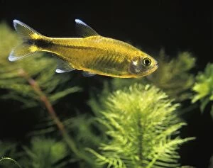 Aquarium Fish - Silver-tipped Tetra