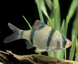 Aquarium Prints: Aquarium Fish - Sumatra / Tiger Barb