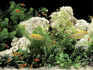 Aquarium Fish - Three-spot / Blue Gourami (Trichogaster trichopterus) and Southern / Red Tuxedo Platy Aquarium Fish - Three-spot / Blue Gourami (Trichogaster trichopterus) and Southern / Red Tuxedo Platy