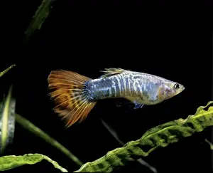 Aquarium Prints: Aquarium Fish - Veiltail Guppy