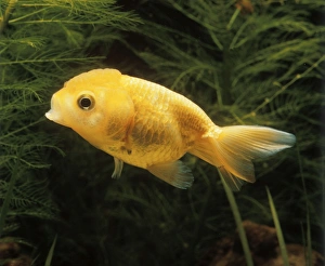 Aquarium Fish - young Lionhead Goldfish